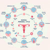 How Long Is A Normal Period Cycle?